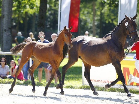 Cantona vom Voglgut v. Crown Z x Nonstop x Elanville Foto ©Team Myrtill