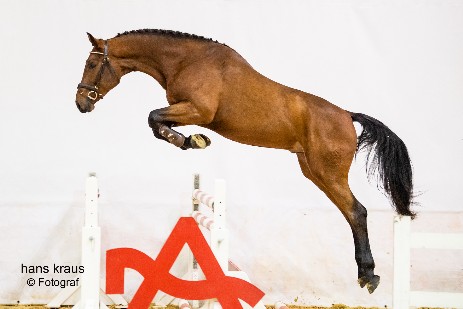 Cantona vom Voglgut v. Crown Z x Nonstop x Elanville Foto ©Hans Kraus