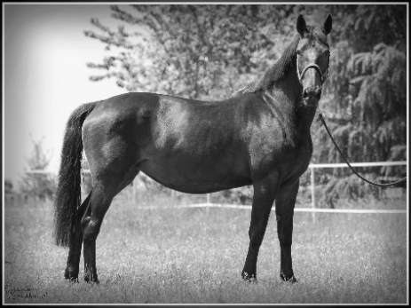 Vera v. Nonstop x Elanville x Alcanar xx
