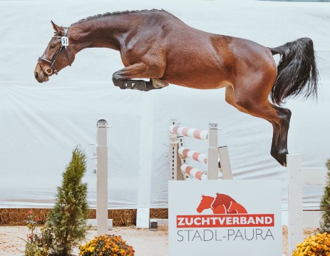 Vingina vom Voglgut v. Vingino x Nonstop x Elanville Foto ©Marion Berg Photography
